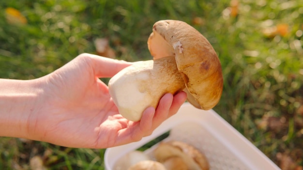 Una mano tiene un bel fungo porcino raccolto nel primo piano della foresta autunnale