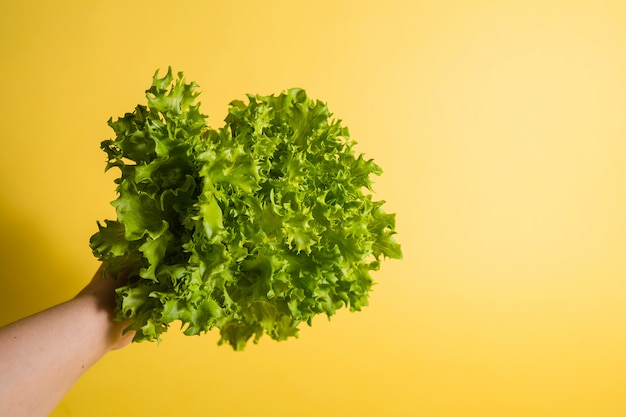 Una mano tiene un primo piano di insalata verde su uno sfondo giallo con spazio per il testo.