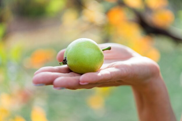 Una mano tiene una mela verde nel palmo di una mano.