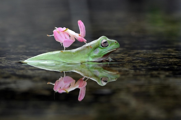 una mantide orchidea sulla testa di una rana in una pozzanghera