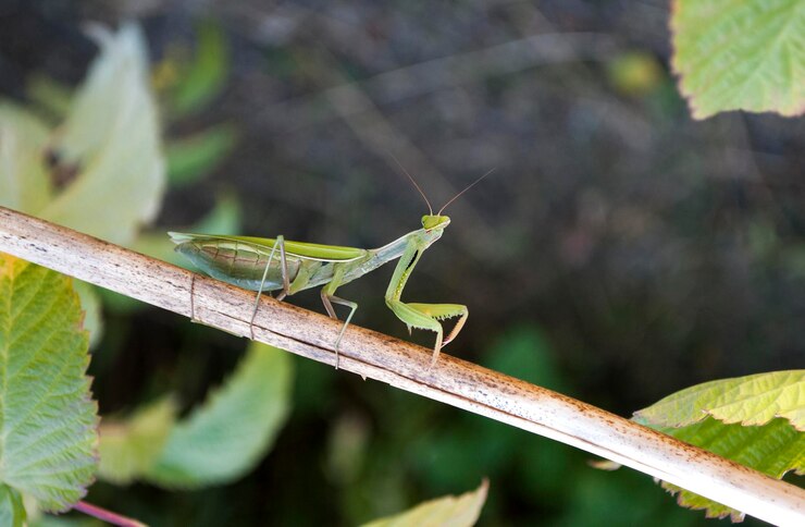 Foto una mantide religiosa siede su un ramo in un giardino.