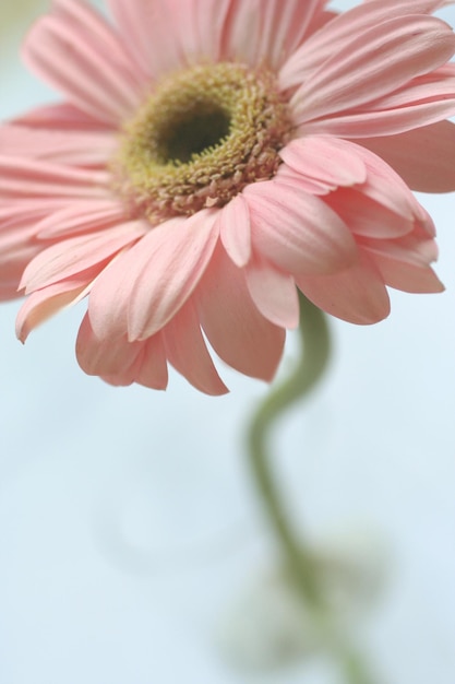 Una margherita gerber rosa in un bicchiere d'acqua.