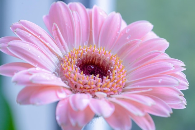 Una margherita rosa con la parola margherita sul fondo