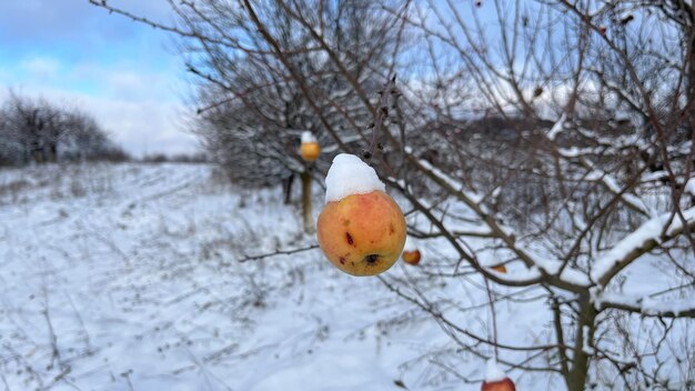 Una mela gialla è congelata fuori in inverno sotto la neve Gelido tempo