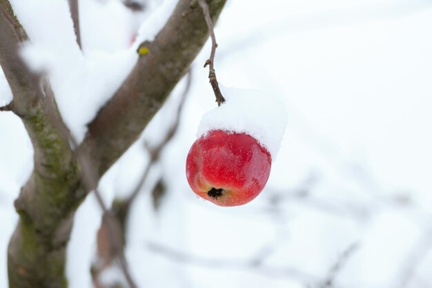 Una mela innevata su un albero contro uno sfondo sfocato dopo una nevicata all'inizio dell'inverno