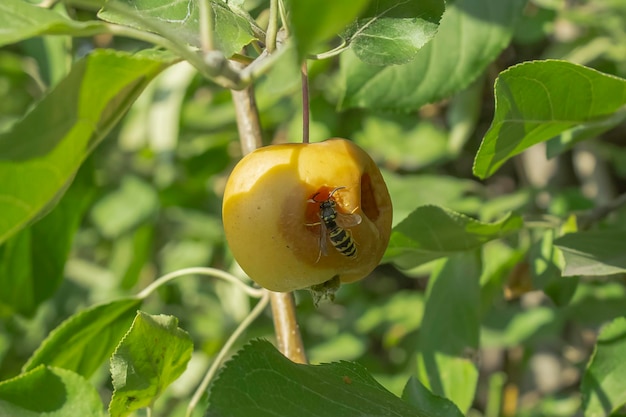 Una mela matura mangiata da una vespa è appesa a un melo con una vespa al centro Concetto di giardinaggio