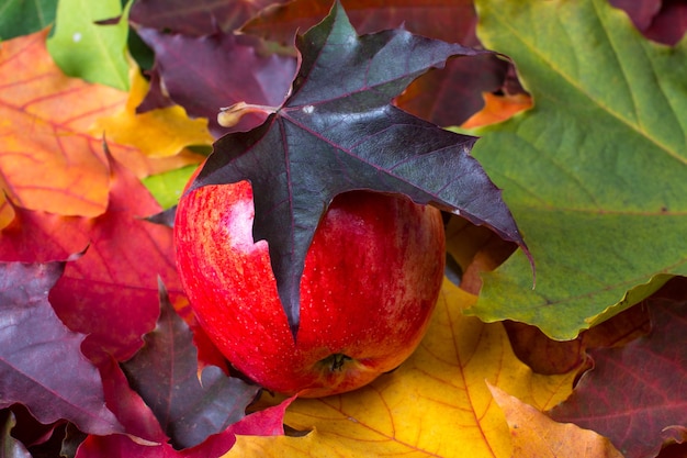 Una mela matura rossa sulle foglie di acero gialle di autunno. Regali d'autunno