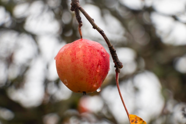 Una mela rossa su un albero sotto la pioggia in autunno