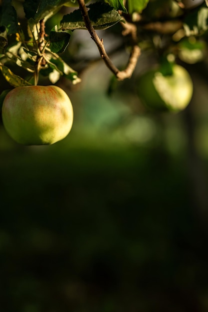 Una mela verde si blocca su un albero con foglie Industria agronomica agricola