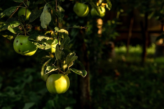 Una mela verde si blocca su un albero con foglie Industria agronomica agricola