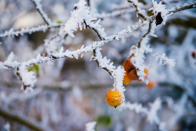 Una mela verde su un ramo in inverno Frutta congelata ricoperta di brina e neve La bellezza è nella natura Giardino a dicembre