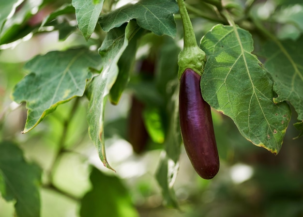 Una melanzana viola pende da un albero con foglie verdi.