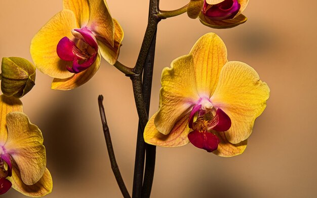 Una meravigliosa foto del primo piano dell'orchidea gialla