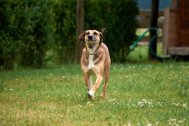 Una messa a fuoco selettiva di un cane marrone che corre sull'erba verde