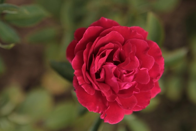 Una misteriosa rosa rosso scuro dorme nelle profondità del giardino