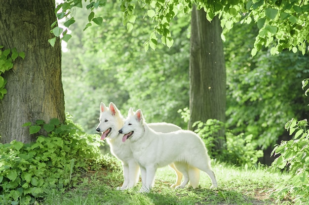 Una moltitudine di cani da pastore svizzeri bianchi su una passeggiata in natura.