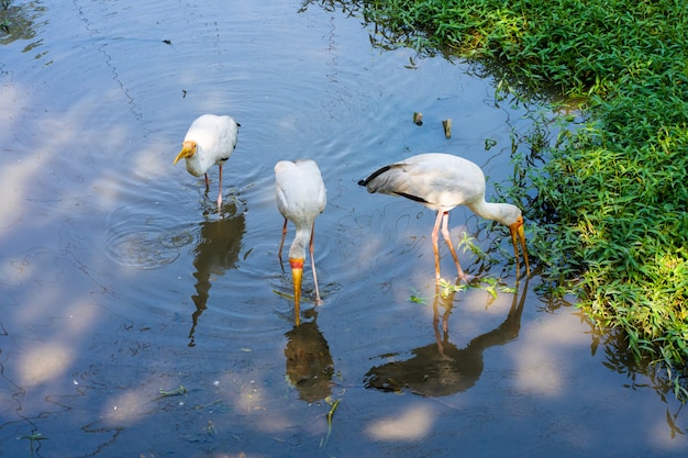 Una moltitudine di cicogne da latte sta cacciando in uno stagno. In cerca di pesce.