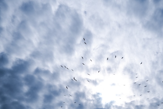 Una moltitudine di uccelli che friggono nel cielo blu e nuvoloso.