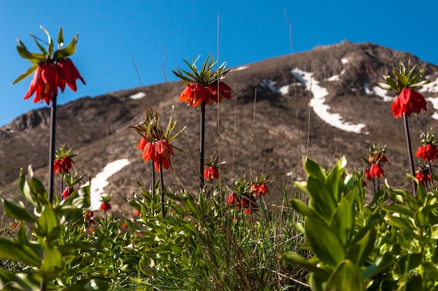 Una montagna con fiori in primo piano e una montagna innevata sullo sfondo.