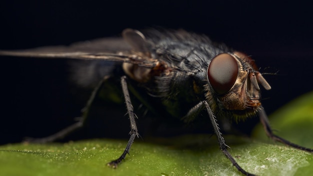 Una mosca appollaiata sull'erba verde.