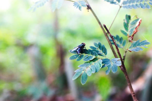 Una mosca da giardino poggia su una foglia Mosca domestica Musca vetustissima Mosca stabile Mosca della carne