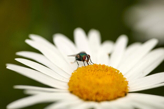 Una mosca di bottiglia verde che impollina una margherita in un giorno d'estate Dettaglio del primo piano di una mosca carnosa seduta su un fiore e che si nutre durante la primavera Un insetto all'aperto in un fiorente ecosistema floreale