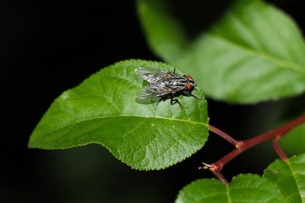 Una mosca ravvicinata si siede su un ramo su una foglia verde. Lo sfondo è molto sfocato.