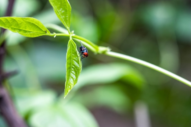 Una mosca seduta su una lunga foglia di fagiolo all'interno di un giardino di casa da vicino