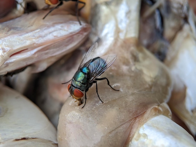 Una mosca si posa su un pezzo di carne di pollo