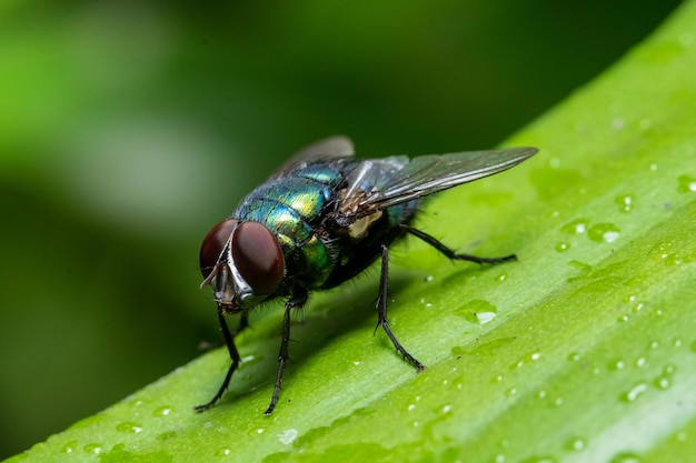 Una mosca si posa su una foglia con sopra la parola mosca.