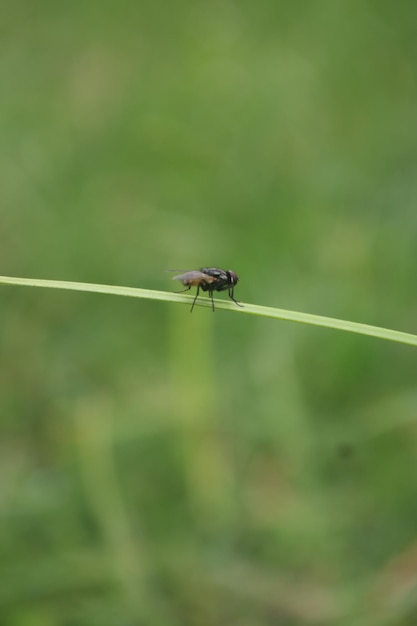 Una mosca su un filo d'erba