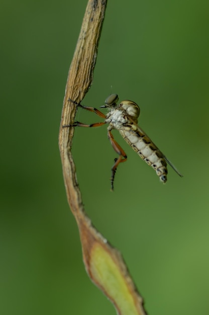 Una mosca su un ramoscello con uno sfondo verde