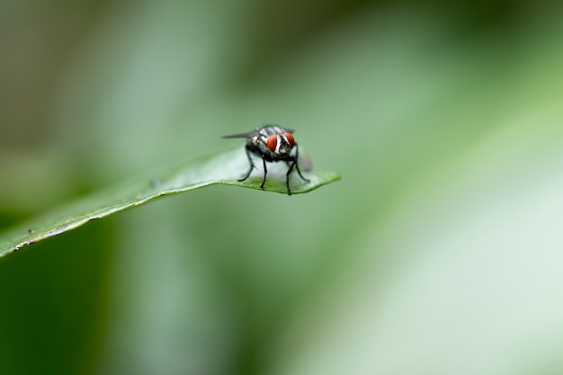 Una mosca su una foglia verde