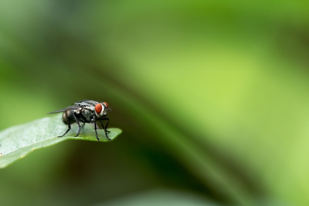 Una mosca su una foglia verde