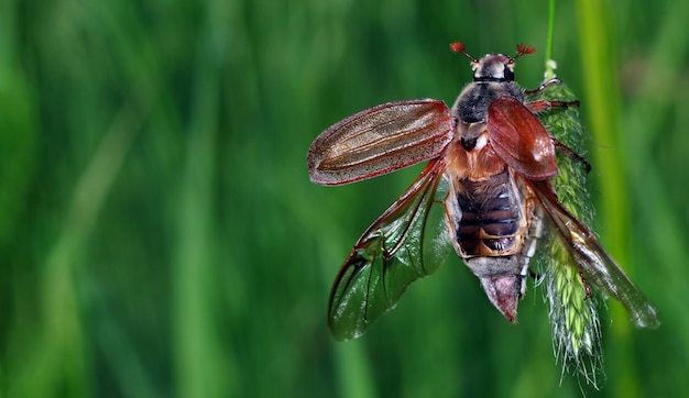 Una mosca su una pianta con uno sfondo verde