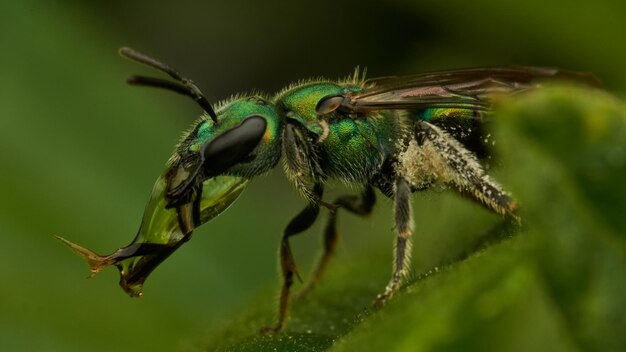 Una mosca verde acqua potabile appollaiata su una foglia verde