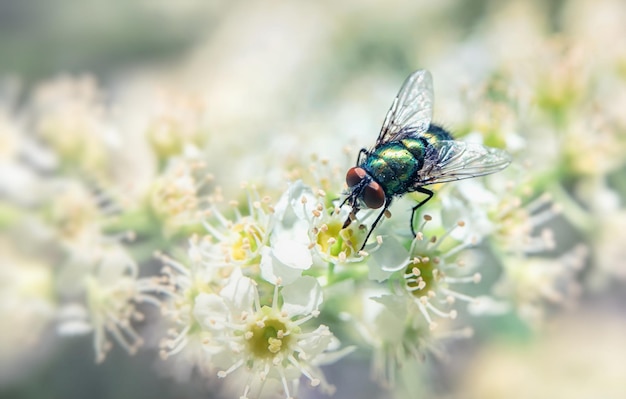 Una mosca verde su un ramo di ciliegio in fiore Messa a fuoco selettiva del primo piano