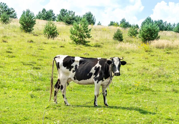 Una mucca al pascolo in una giornata di sole