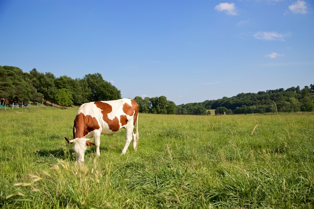 Una mucca al pascolo