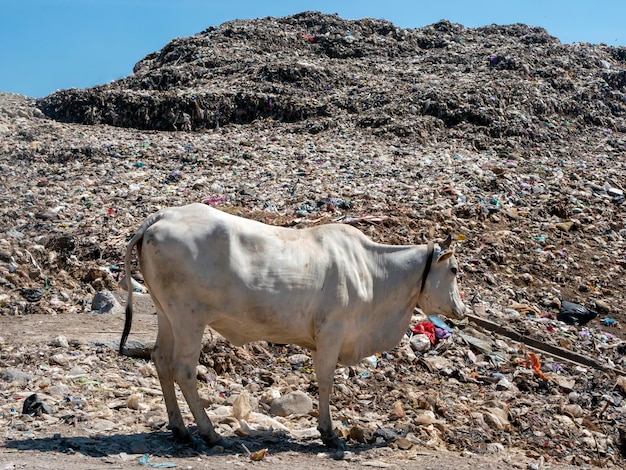 Una mucca bianca alla ricerca di cibo nella discarica di Piyungan Yogyakarta, in Indonesia