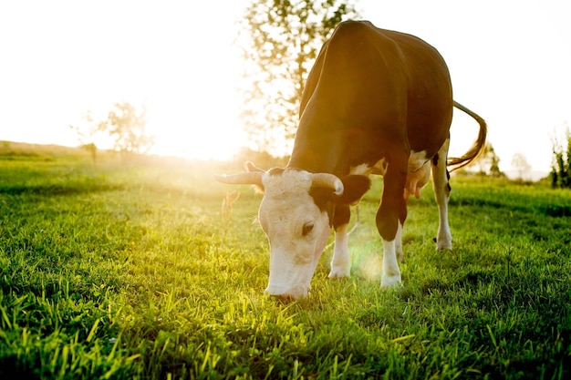 Una mucca blackwhite pascola su un pascolo bestiame addomesticato agricoltura home farm