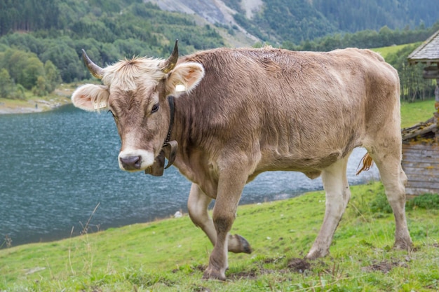 Una mucca che cammina sul campo