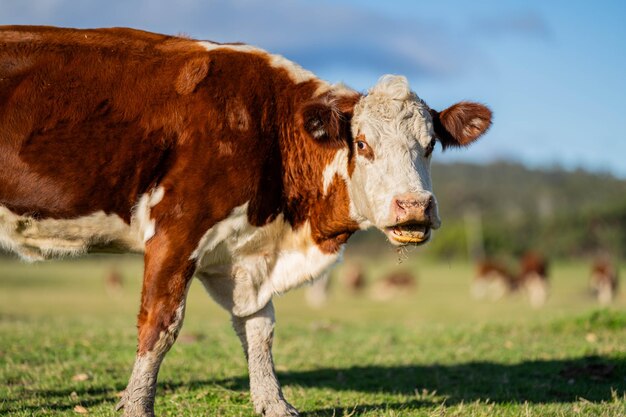 una mucca che mangia l'erba in un campo al crepuscolo