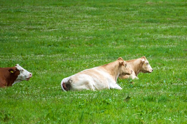 Una mucca che si riposa sul campo erboso