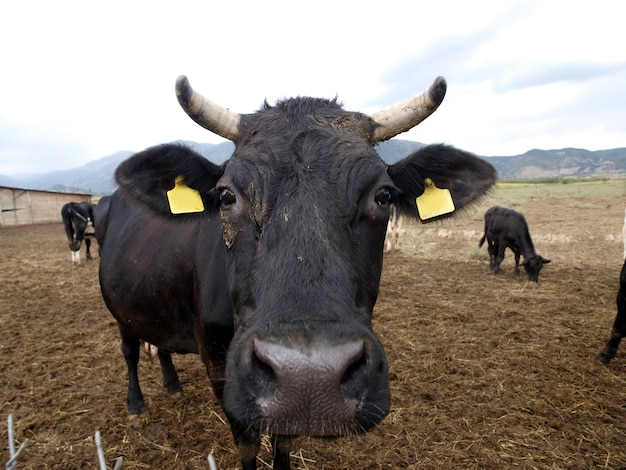 Una mucca con un'etichetta sull'orecchio sta guardando la telecamera.