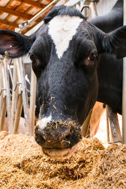 Una mucca consuma mangime composto in una stalla. avvicinamento. fattoria del latte