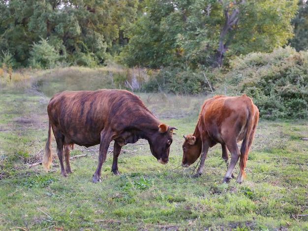 Una mucca e un giovane toro in un pascolo