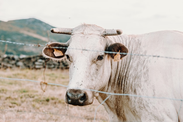 Una mucca gigante bianca con le corna giganti nella fattoria che guarda dritto alla telecamera