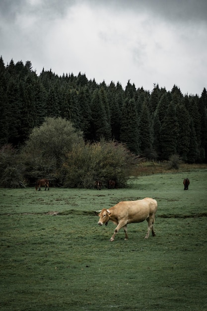 una mucca in campo