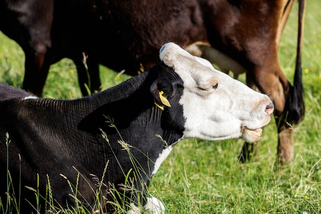 Una mucca in montagna vicino al lago di Garda